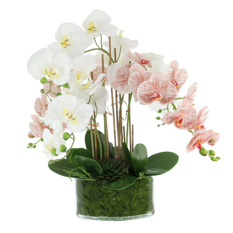 Orchid Arrangement in Glass Vase with Moss