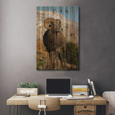 " Rocky Mountain Bighorn Sheep Ram " by Ken Archer