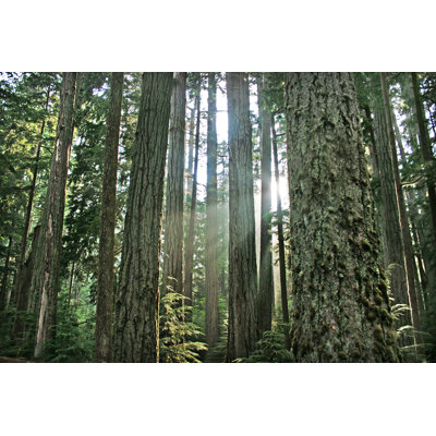 Rainforest - Wrapped Canvas Print