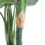 90cm Taro Plant in Pot
