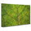 Lines Of The Leaf - Wrapped Canvas-56632622