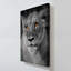 "Portrait de lionne" par Danita Delimont, reproduction sur toile-143684932