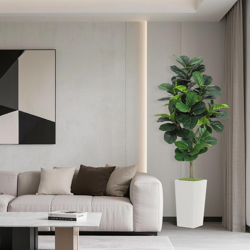 150cm Plant