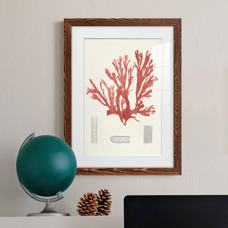 Cadre rétro vintage Coral Study IV de qualité supérieure - prêt à être accroché, H 44 po x l 31 po x P 1 po, Érable encadré