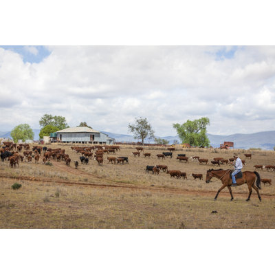 Australian Stockman on Horse with Cattle 1 Piece Wrapped Canvas Wall Art
