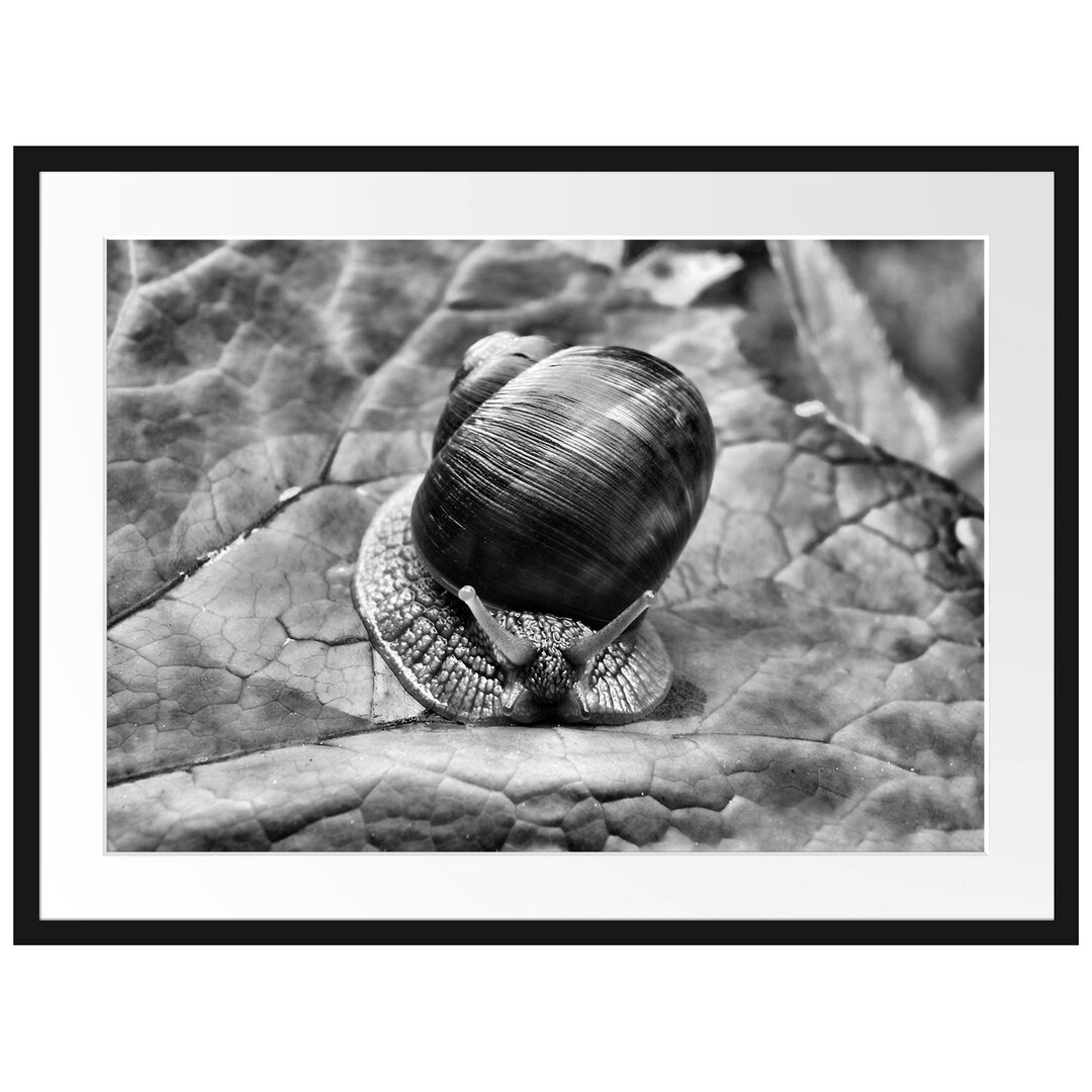 Gerahmtes Poster Kleine Schnecke mit Schneckenhaus