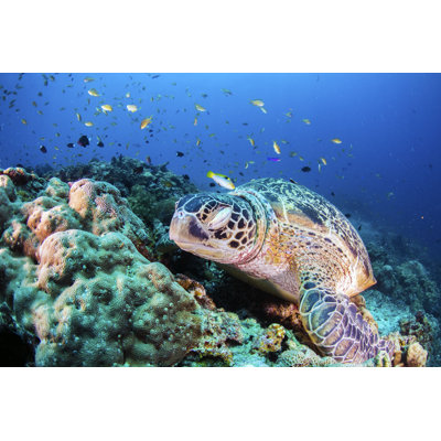 Tortue de mer verte