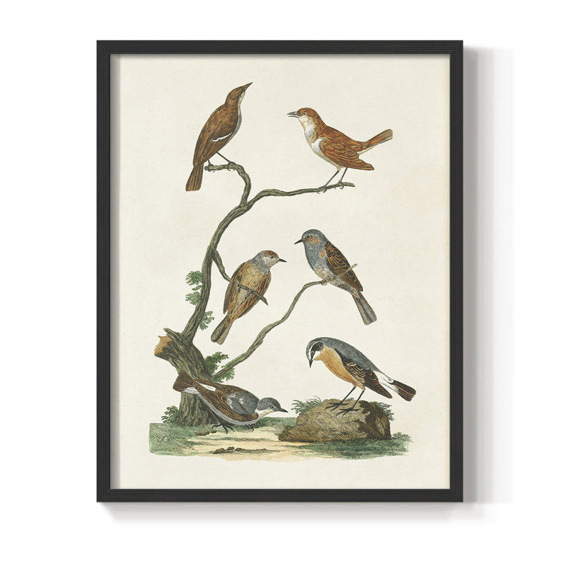 «Antique Birds in Nature IV», reproduction encadrée - bois massif, Noir, H 28 po x l 22 po