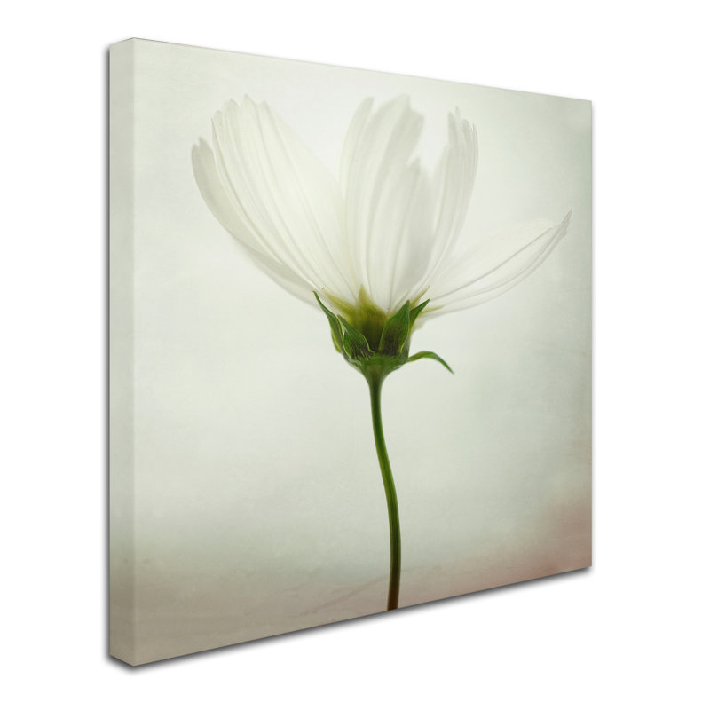 « white cosmos », reproduction d’impression sur toile tendue, H 14 po x l 14 po