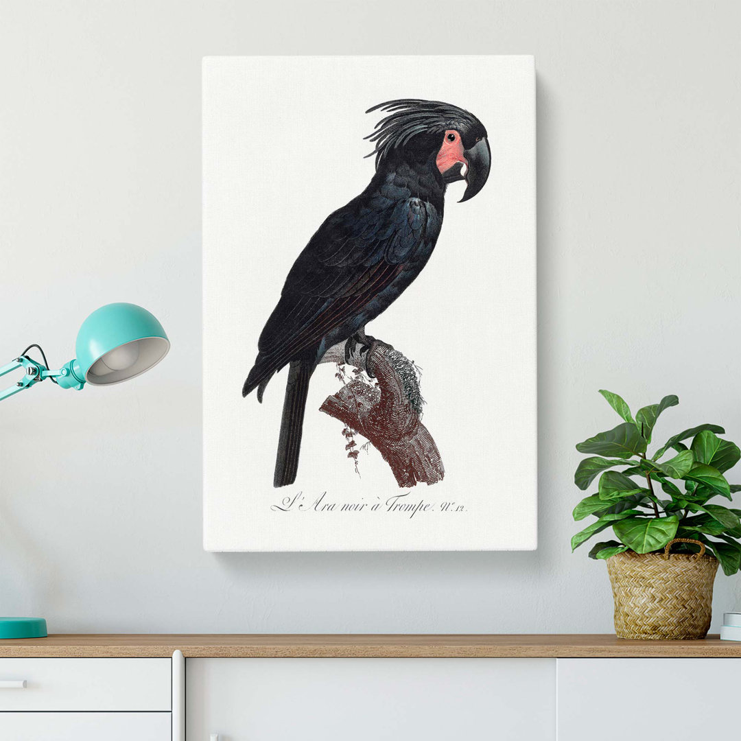 Palm Cockatoo by F. Levaillant - Wrapped Canvas