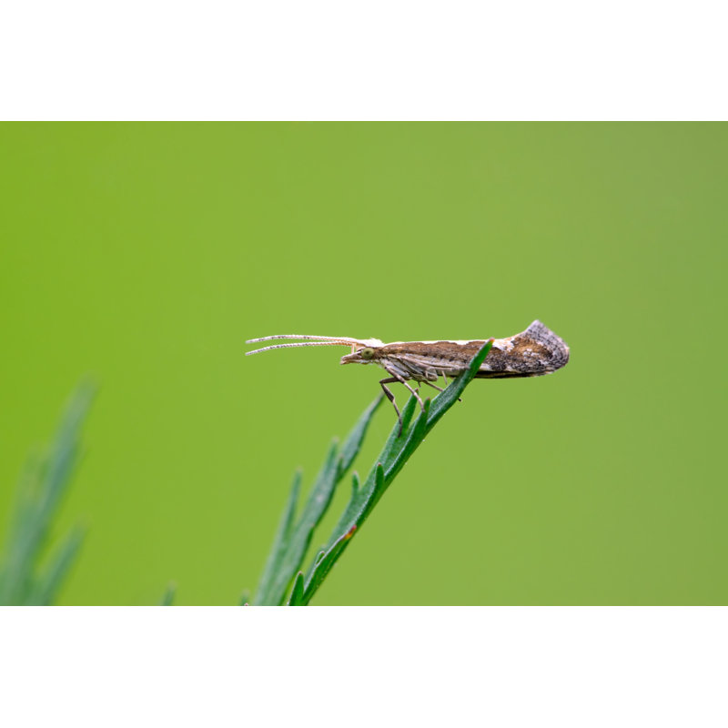 Gadde Diamondback Moth - Wrapped Canvas Print, 20cm H x 30cm W x 3.8cm D