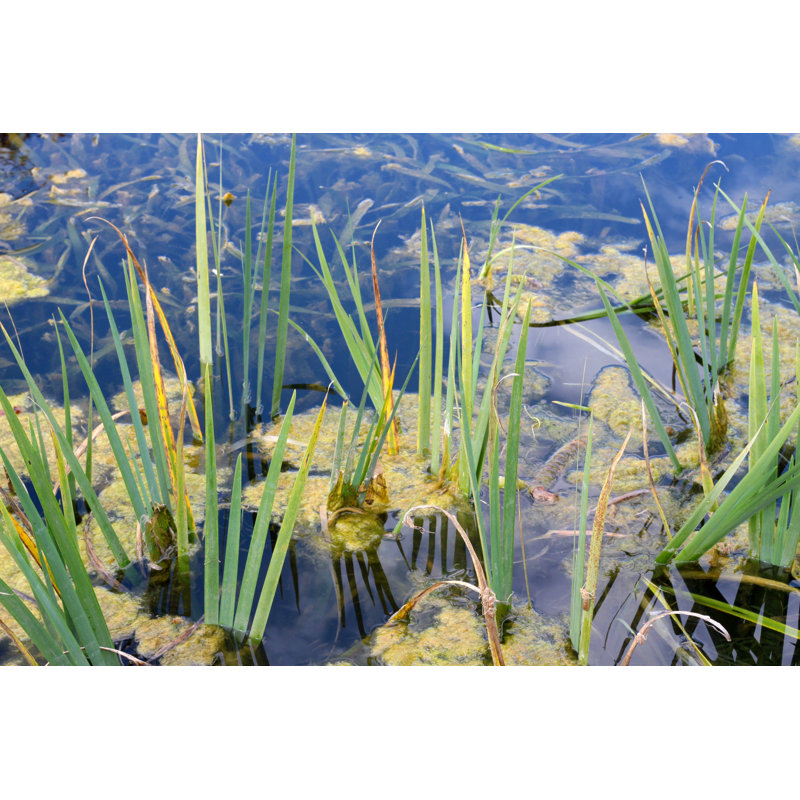 Algae Bloom Pond - Wrapped Canvas Print, 51cm H x 76cm W
