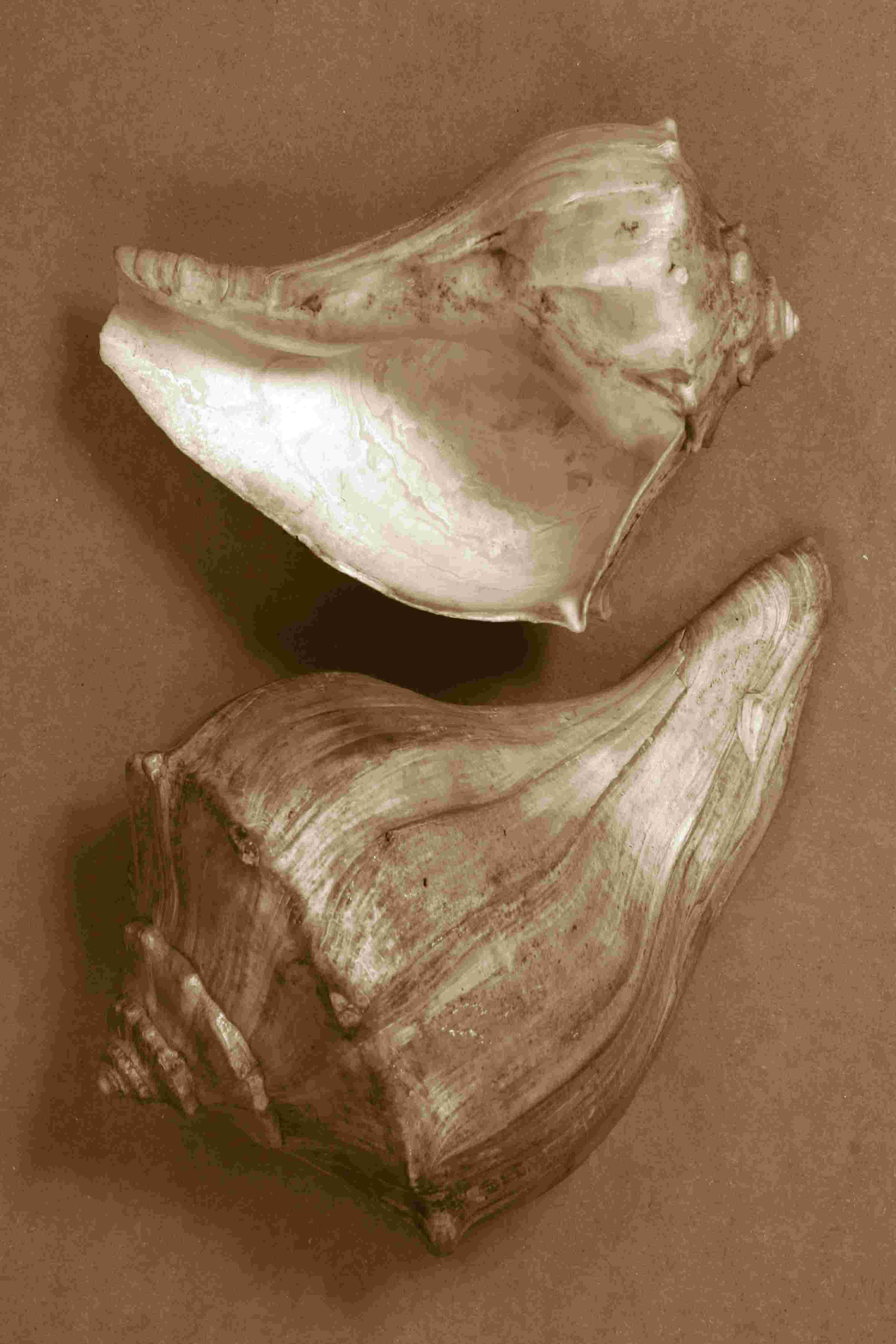 Rosecliff Heights Sensual Shells I - Wayfair Canada
