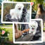Clifton Foldable Pet Stroller-90486823