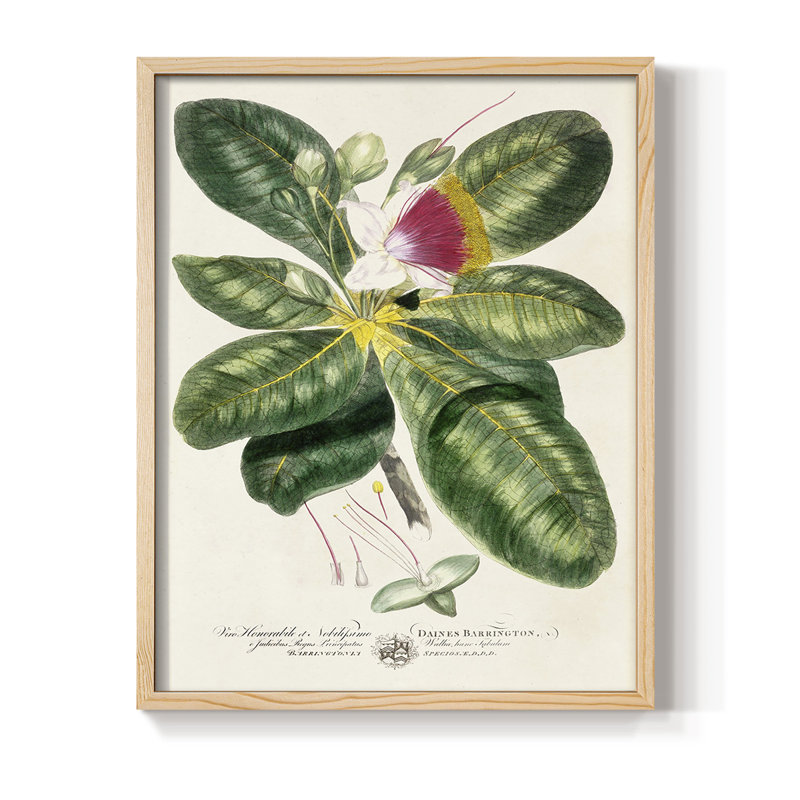 «Imperial Tropical Botanical I», reproduction encadrée - bois massif, H 21 po x l 17 po