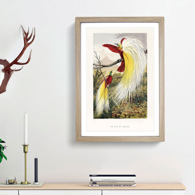Two Birds of Paradise by Benjamin Fawcett - Picture Frame Painting Print