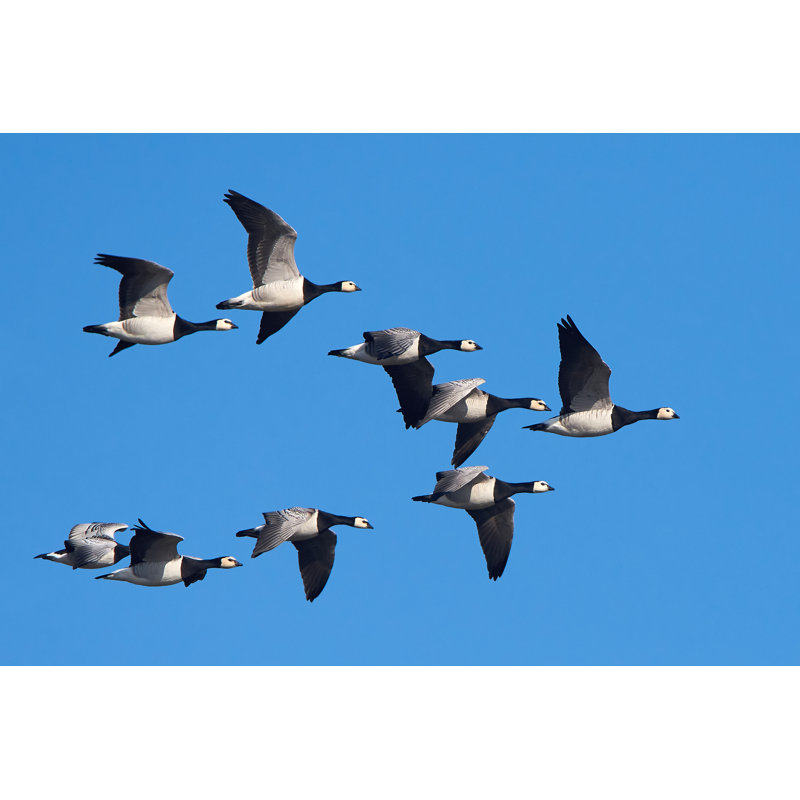 Oies de Barnacle - Photographie sur toile tendue, L 48 po x H 32 po
