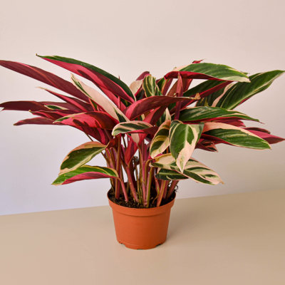 House Plant Shop Live Foliage Plant