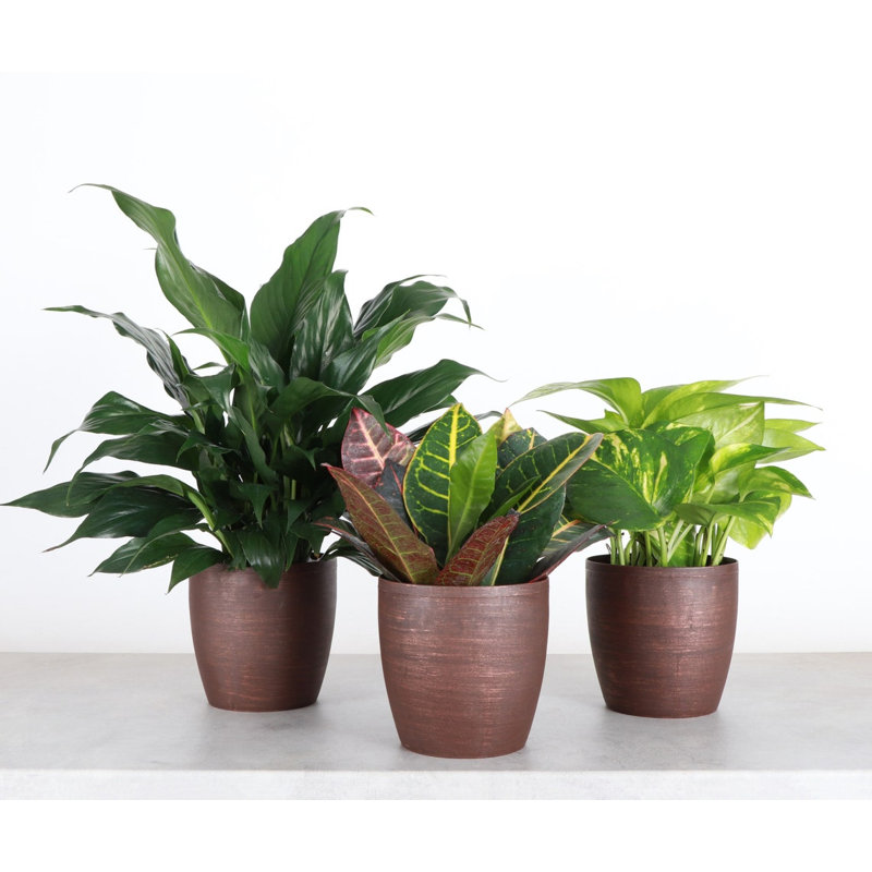 Plant in Pot, Brown