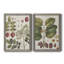 Exotic Botanique I - ensemble de 2 impressions encadrées-1285988868-1285989375-1285822559