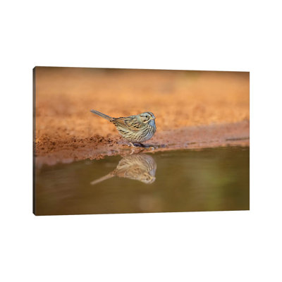 Lincoln's Sparrow (Melospiza Lincolnii) Drinking by Larry Ditto - Wrapped Canvas Gallery-Wrapped Canvas Giclée
