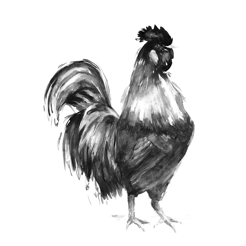 Rooster - Wrapped Canvas Print,  30cm H x 30cm W 