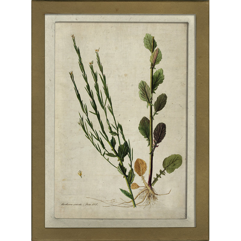 Botanical Print