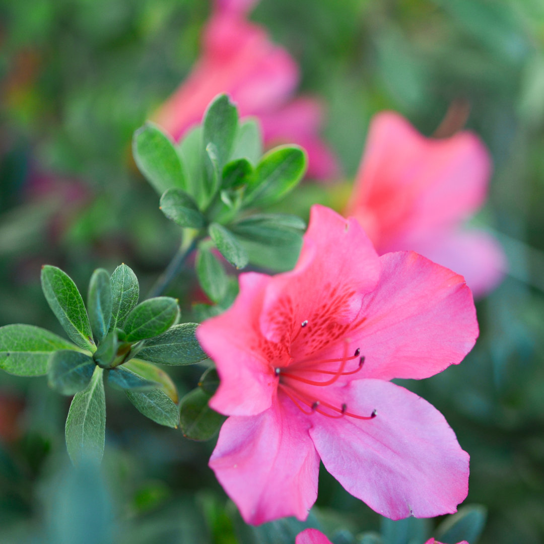 Rosa Rhododendron von Leekhoailang - Leinwanddrucke