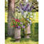 Herbe en pot en faux oignon