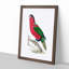 Crimson Parakeet by George Shaw - Framed Print-55621018-55621020
