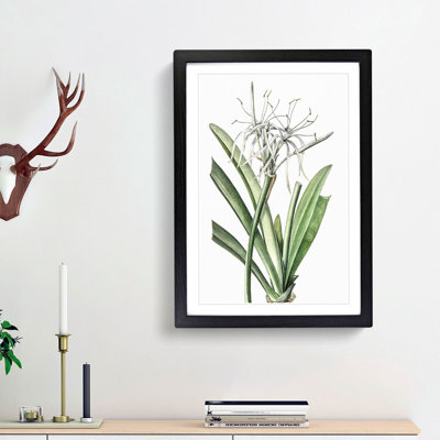 Caribbean Spider lily Flowers by Pierre-Joseph Redoute - Picture Frame Painting Print