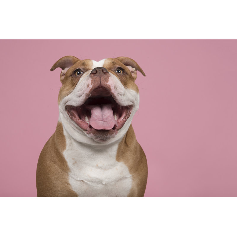 Bouledogue anglais - photographie sur toile tendue, H 12 po x l 18 po