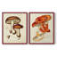 «Mushroom Variétés VI», reproduction encadrée de qualité supérieure - prête à être accrochée - aucun clou requis - aucun clou requis-767516594-767516593