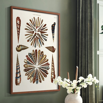 Spiral Shell Formation III Framed Print - Solid Wood