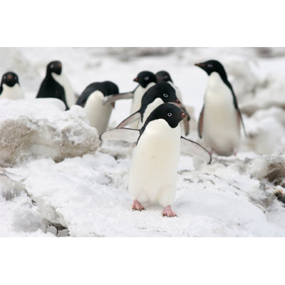 " Penguins Walking " by Flammulated