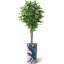 75 plantes-97992054
