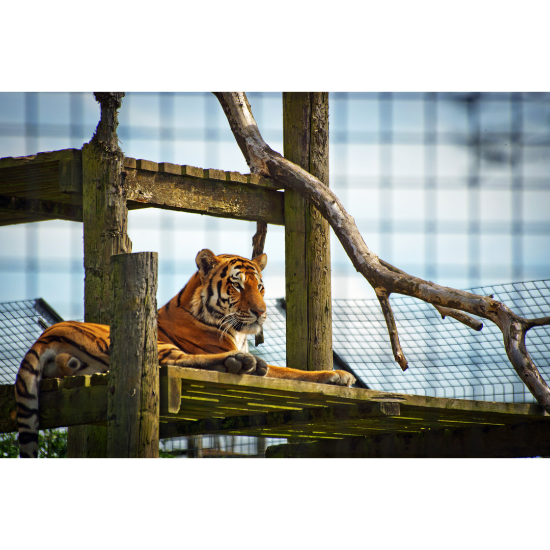 Tiger On Platform von Alphotographic - Kunstdrucke auf Leinwand ohne Rahmen