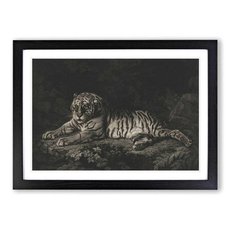 A Tiger by George Stubbs - Picture Frame Painting, 36cm H x 48cm W x 2cm D, Black Framed