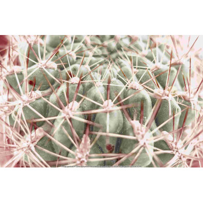 Gros plan d'un cactus