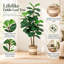 Figuier lyre artificiel avec jardinière tressée-418815383