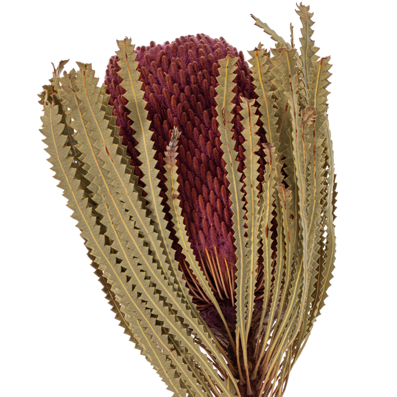 Dried Banksia Floral Stems, Erica Pink