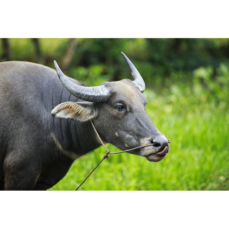 Von Water Buffalo - imprimé, H 12 po x l 18 po