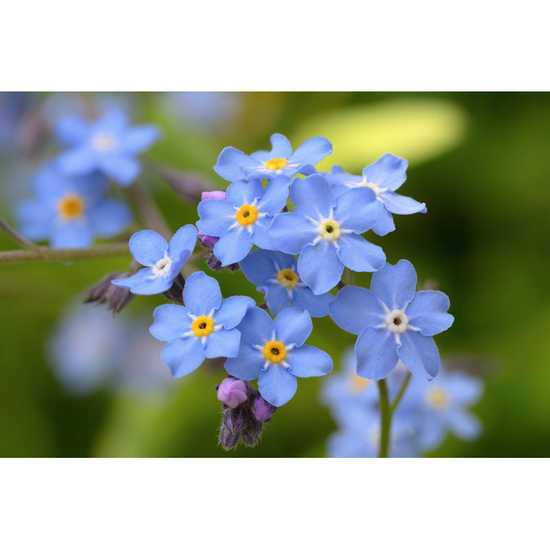 Forget-Me-Not - photographie sur toile tendue, H 20 po x l 30 po x P 1,25 po