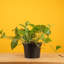 Devil's Ivy Pothos in Nursery Pot