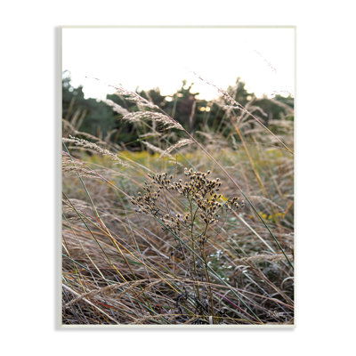 " Countryside Meadow Blooming Reeds Tall Grass Buds " Color Photography Print