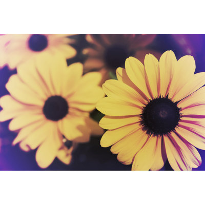 Susans IV by Jason Johnson - Photograph