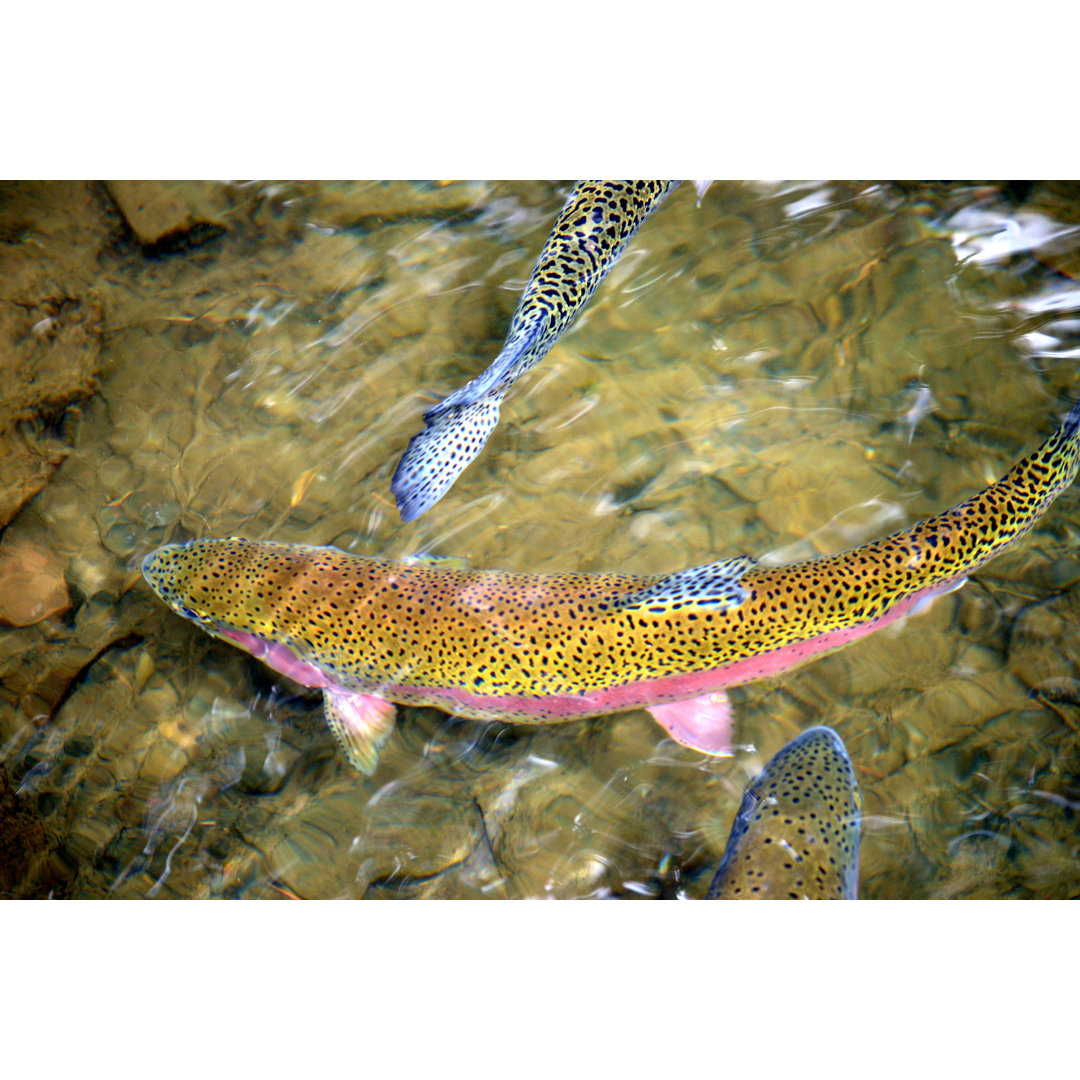 Leinwandbild Rainbow Trout Swimming