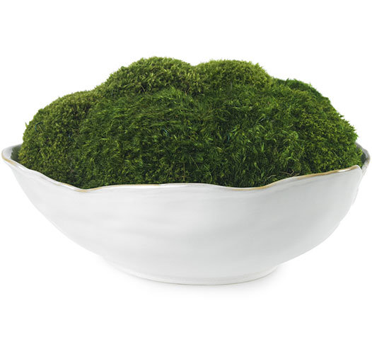 Moss in White Ceramic Bowl