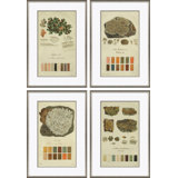 Lichen Studies, John Peter Westring, 1808 Giclee Print by Paul Cezanne