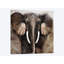 « majestic rencontre », reproduction sur toile-31496114-73278458-73280768